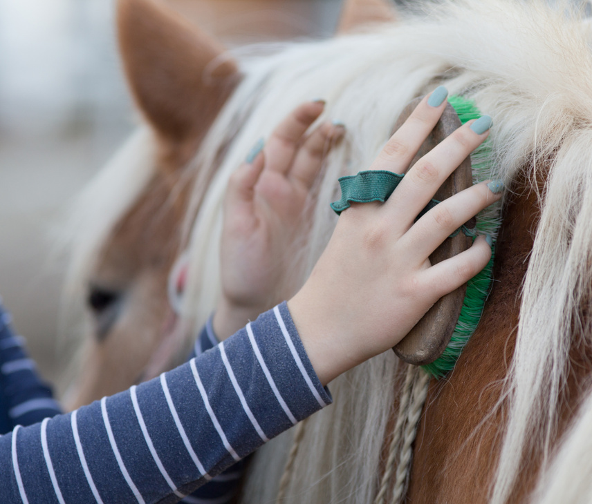 Girl grooming horse